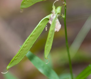 Lathyrus palustris (marsh vetchling, marsh pea)