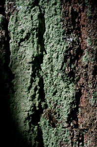 Lepraria lobificans (fluffy dust lichen, dust lichen)