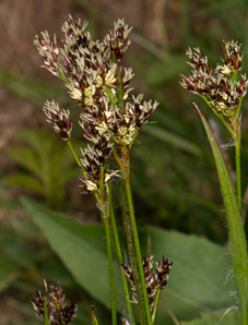 Luzula campestris (field wood rush, field woodrush)