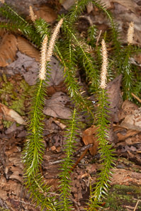 Lycopodium annotinum (bristly clubmoss, interrupted clubmoss, stiff clubmoss)