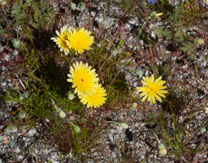 Malacothrix glabrata (smooth desert dandelion, desert dandelion, smooth desertdandelion)