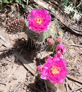 Opuntia phaeacantha (desert prickly pear, tulip prickly pear, brown-spine prickly pear, tulip pricklypear)