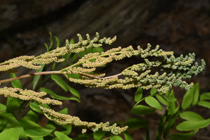 Osmunda regalis (royal fern)
