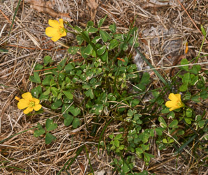 Oxalis dillenii (oxalis, common yellow wood-sorrel, common yellow woodsorrel, yellow wood-sorrel, common yellow oxalis, slender yellow woodsorrel)