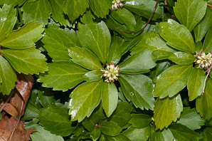 Pachysandra terminalis (pachysandra, Japanese spurge, Japanese pachysandra)