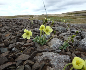 Papaver radicatum (arctic poppy, rooted poppy)