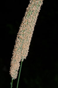 Phleum pratense (timothy)