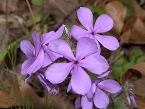 Phlox divaricata (wild blue phlox, Louisiana phlox, blue woodland phlox, sweet William, wild sweet William)
