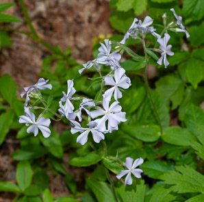 Phlox divaricata (wild blue phlox, Louisiana phlox, blue woodland phlox, sweet William, wild sweet William)
