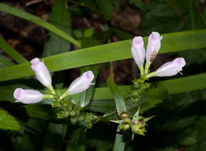 Physostegia virginiana (obedient plant, false dragonhead)