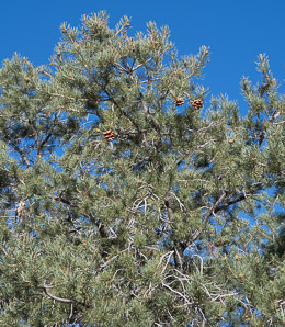 Pinus monophylla (singleleaf piñon, pinyon pine, single-leaf pinyon pine, single-leaf piñon pine, singleleaf pinyon)