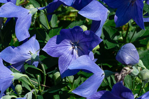 Platycodon grandiflorus (balloon flower, Chinese bellflower, Japanese bellflower, balloon-flower)
