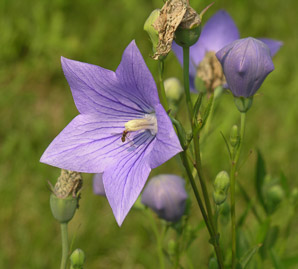 Platycodon grandiflorus (balloon flower, Chinese bellflower, Japanese bellflower, balloon-flower)