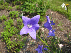 Platycodon grandiflorus (balloon flower, Chinese bellflower, Japanese bellflower, balloon-flower)