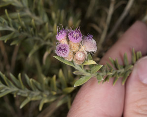 Pluchea sericea (arrowweed)