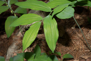 Polygonatum biflorum (smooth Solomon’s-seal, King Solomon’s-seal, great Solomon’s seal, smooth Solomon’s seal)