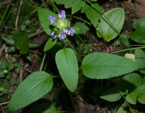 Prunella vulgaris (common selfheal, heal-all, heart-of-the-earth, healall)