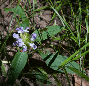 Prunella vulgaris (common selfheal, heal-all, heart-of-the-earth, healall)