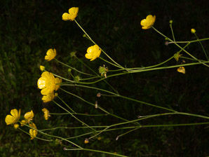 Ranunculus acris (buttercup, tall buttercup, meadow buttercup, common buttercup)