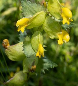 Rhinanthus minor (yellow rattle, little yellow rattle)