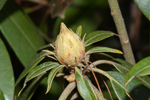 Rhododendron maximum (great rhododendron, great laurel, rosebay rhododendron, American rhododendron, big rhododendron)