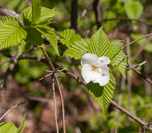 Rhodotypos scandens (black jetbead, jetbead, jetberry bush, white kerria)