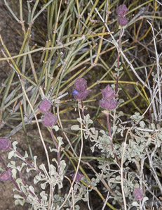 Salvia dorrii (desert sage, tobacco sage, door’s sage, purple sage)