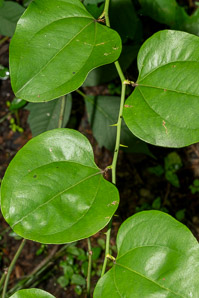Smilax rotundifolia (common greenbrier, roundleaf greenbrier)
