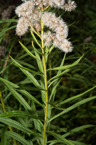 Solidago canadensis (Canada goldenrod)