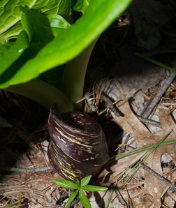 Symplocarpus foetidus (Eastern skunk cabbage, clumpfoot cabbage, foetid pothos, meadow cabbage, polecat weed, skunk cabbage, swamp cabbage)