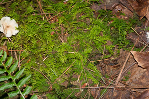 Thuidium delicatulum (delicate fern moss, fern moss, common fern moss, delicate thuidium moss)