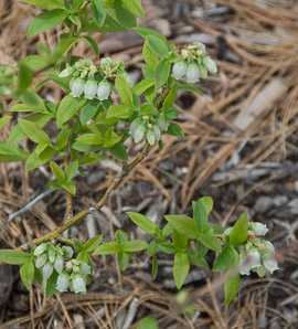 Vaccinium angustifolium (lowbush blueberry, blueberry)