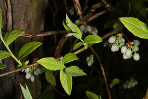 Vaccinium angustifolium (lowbush blueberry, blueberry)