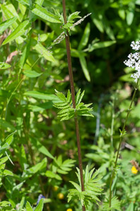 Valeriana officinalis (valerian, garden heliotrope, all-heal, garden valerian)