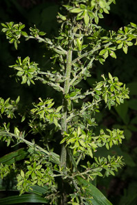 Veratrum viride (false hellebore, green false hellebore, Indian poke, American hellebore)