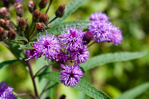Vernonia noveboracensis (ironweed, New York ironweed)