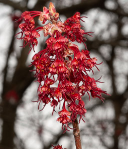 Acer rubrum (red maple, swamp maple, soft maple)