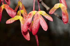 Acer rubrum (red maple, swamp maple, soft maple)