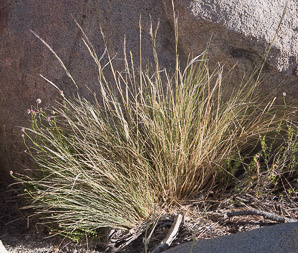 Achnatherum speciosum (desert needlegrass)