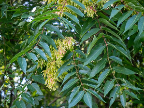 Ailanthus altissima (tree of heaven, ailanthus, Chinese sumac, paradise-tree, copal tree, stinking sumac, varnish tree)
