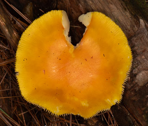 Amanita flavoconia (yellow patches, yellow wart, orange amanita, yellow-dust amanita, American yellow dust amanita)