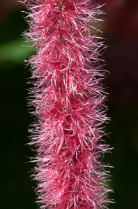 Amaranthus caudatus (pendent amaranth, love-lies-bleeding, tassel flower, velvet flower, foxtail amaranth, quilete, tass)