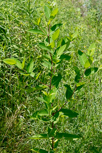 Apocynum cannabinum (dogbane, amy root, hemp dogbane, prairie dogbane, Indian hemp, rheumatism root, wild cotton)