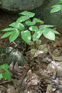 Aralia nudicaulis (wild sarsaparilla)