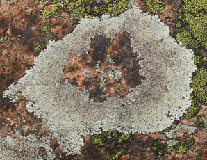 Arctoparmelia centrifuga (target lichen)