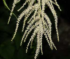 Aruncus dioicus (goat’s beard, bride’s feathers)