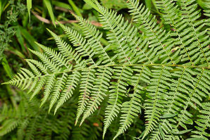Athyrium filix-femina (lady fern, common ladyfern)