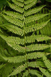 Athyrium filix-femina (lady fern, common ladyfern)
