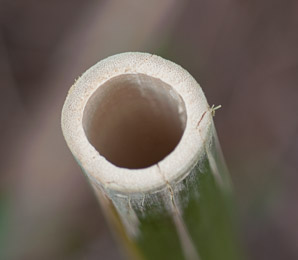 Bambusoideae (bamboo)