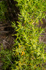 Batis maritima (saltwort, turtleweed, beachwort, pickleweed, barilla, planta de sal, camphire, herbe-à-crâbes, akulikuli-kai)